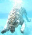 /album/galleria-fotografica/tigre-bianca-sottacqua-jpg/